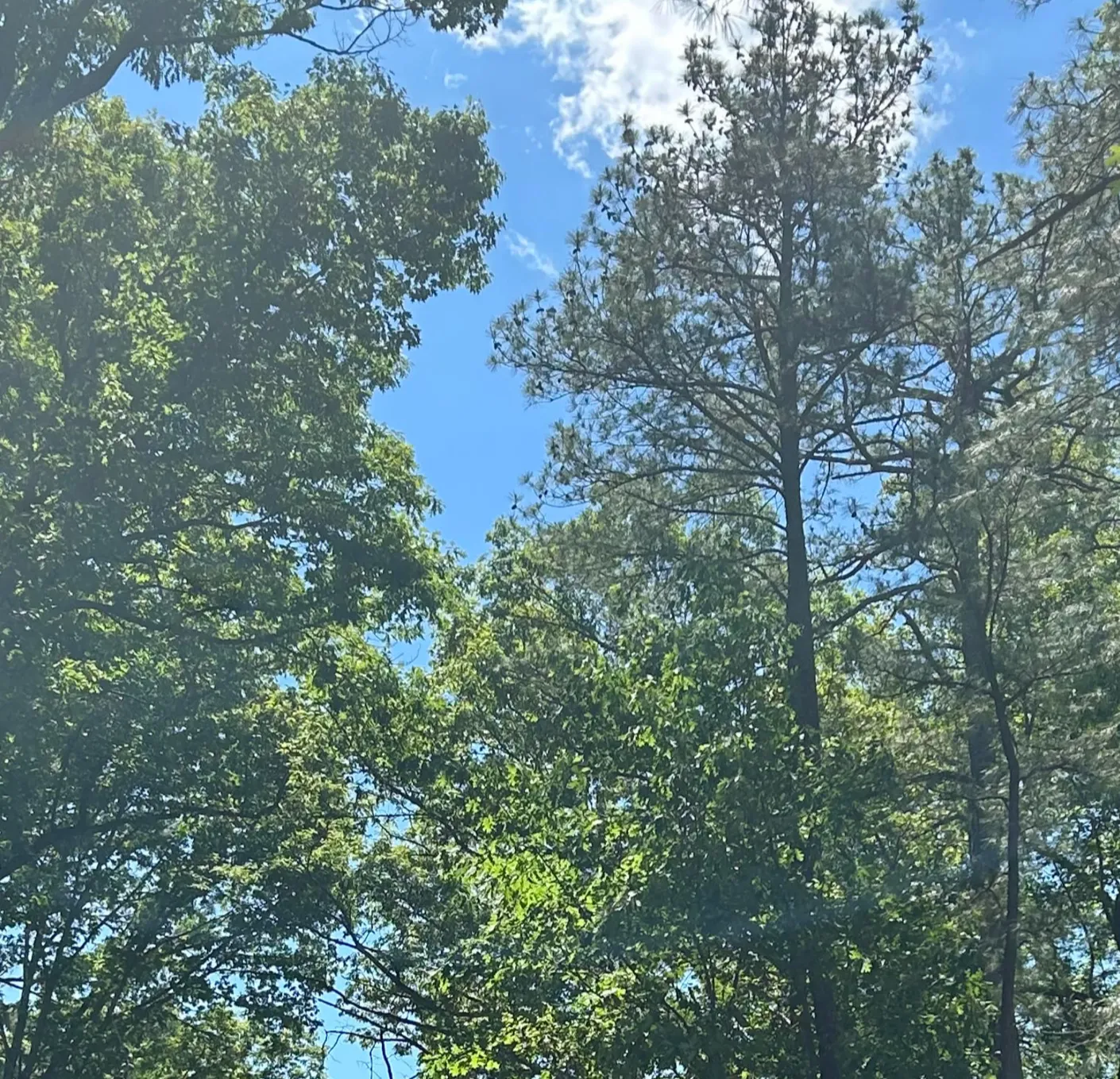 Sunlight through the dense green tree canopy along the James River in Stratford Hills.