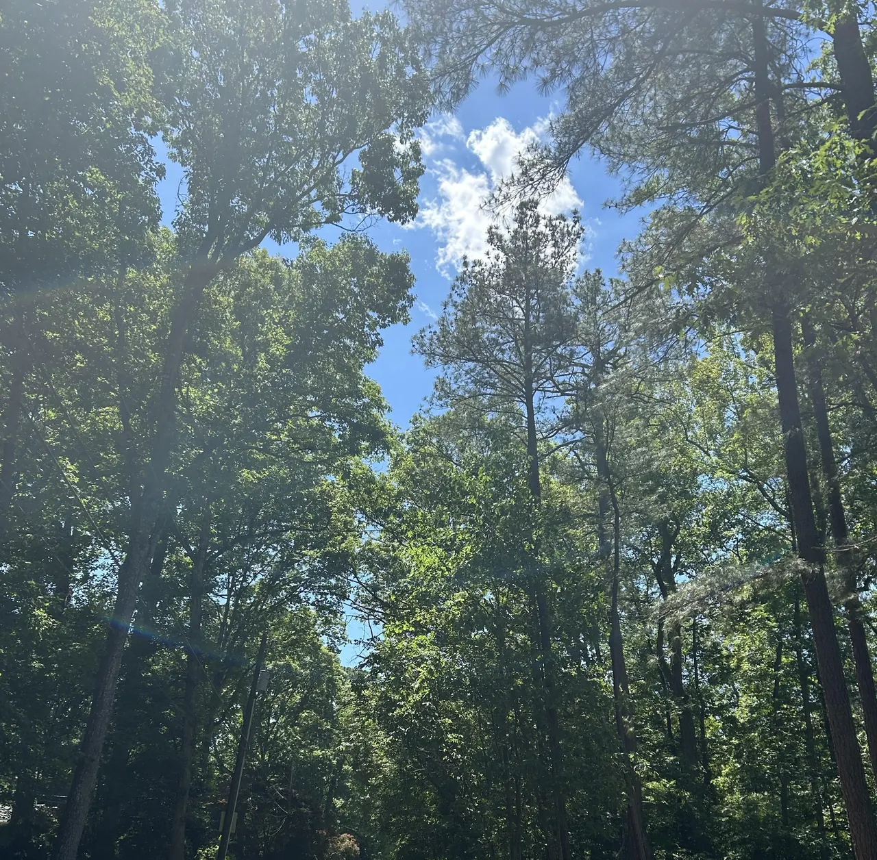 Blue sky through the green tree canopy in Stratford Hills.